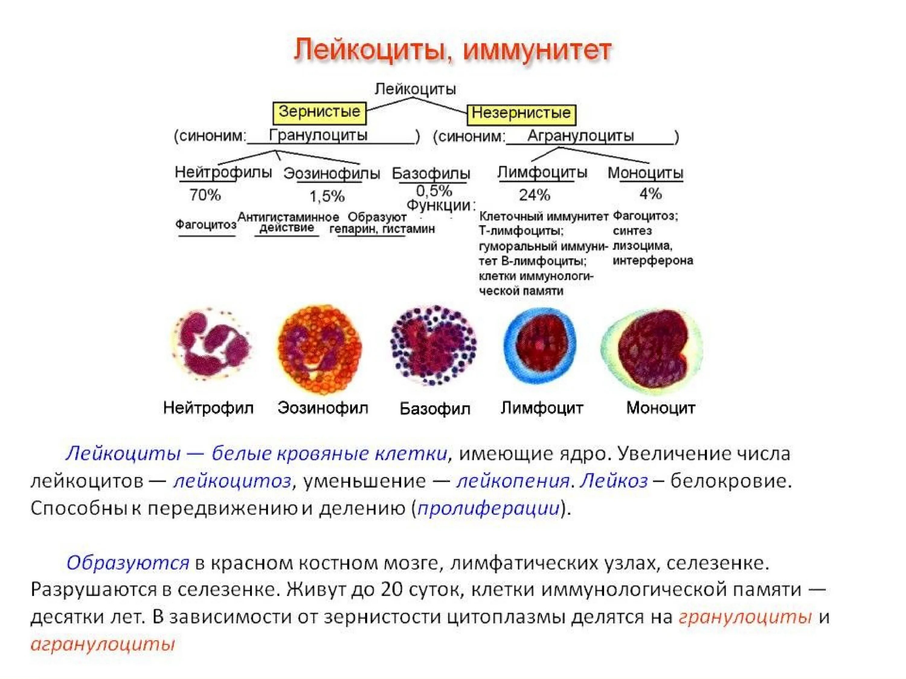 Функции нейтрофилы лимфоциты. Форменные элементы крови костный мозг. Клетки крови моноциты лимфоциты гранулоциты. Строение нейтрофилов крови. Количество иммунных клеток