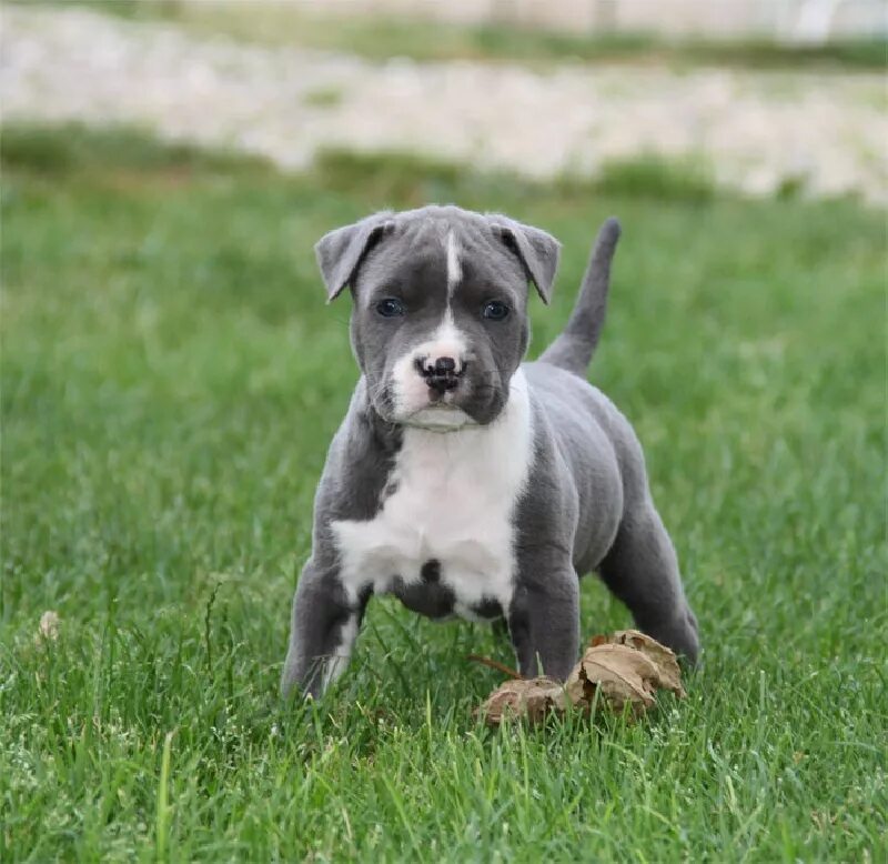 серый стафф. американский стаффордширский терьер голубой. американский стаффордширский терьер серый. серый стафф. американский стафф терьер голубой.