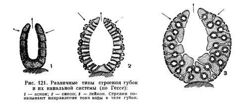 О внешнем виде и внутреннем строении губок