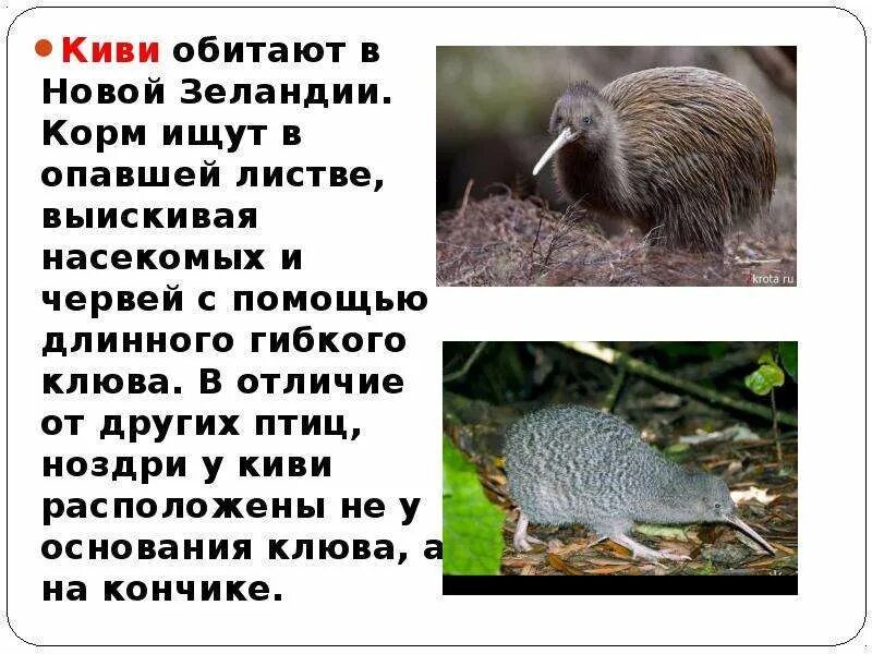 Животный мир Земли - презентация, доклад, проект скачать