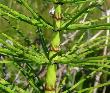 Most high plant