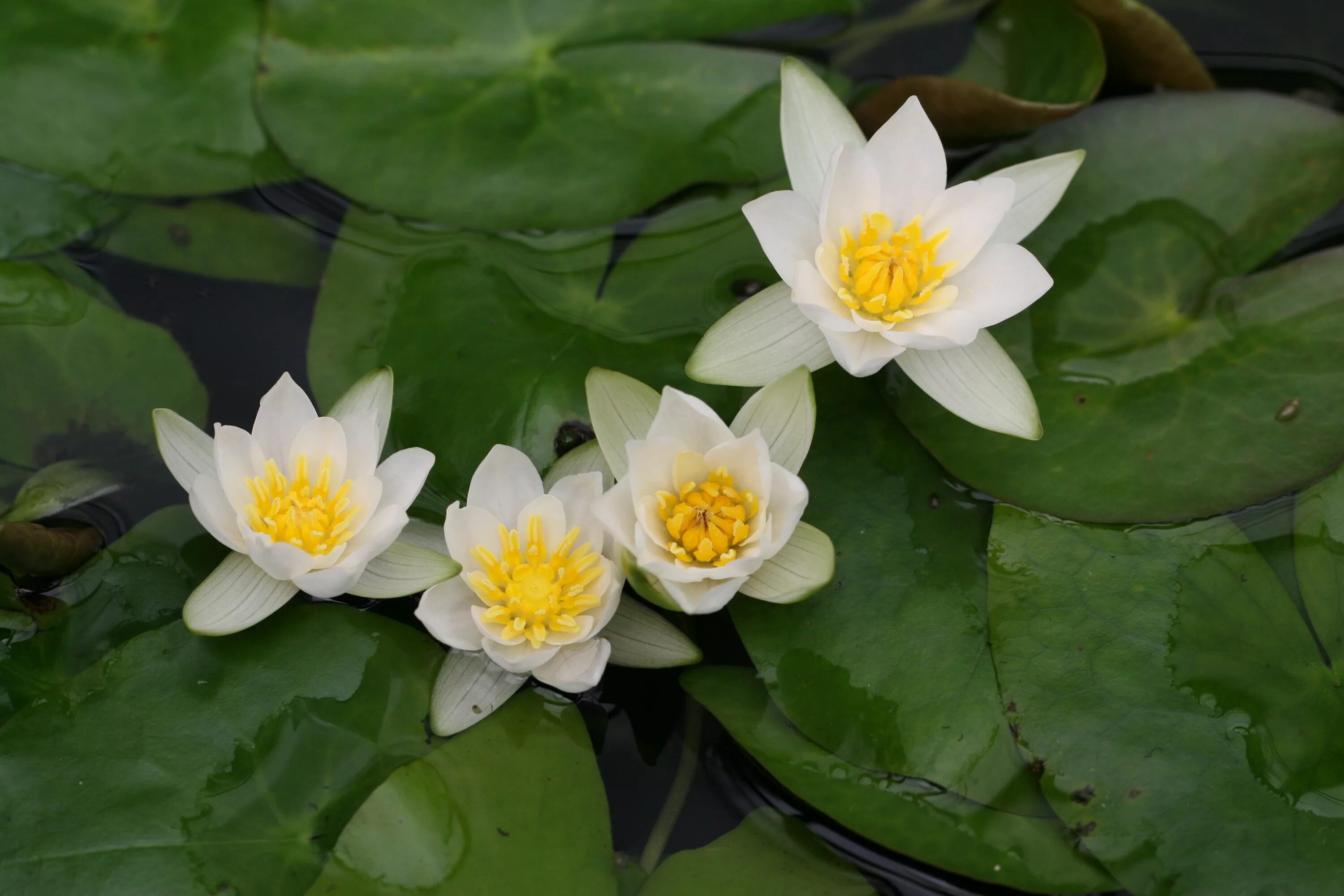 Водные растения челябинской области. Nymphaea Tetragona. Кувшинка четырехугольная - Nymphaea Tetragona Georgi. Кувшинка четырехгранная (Nymphaea Tetragona). Нимфея Тетрагона.