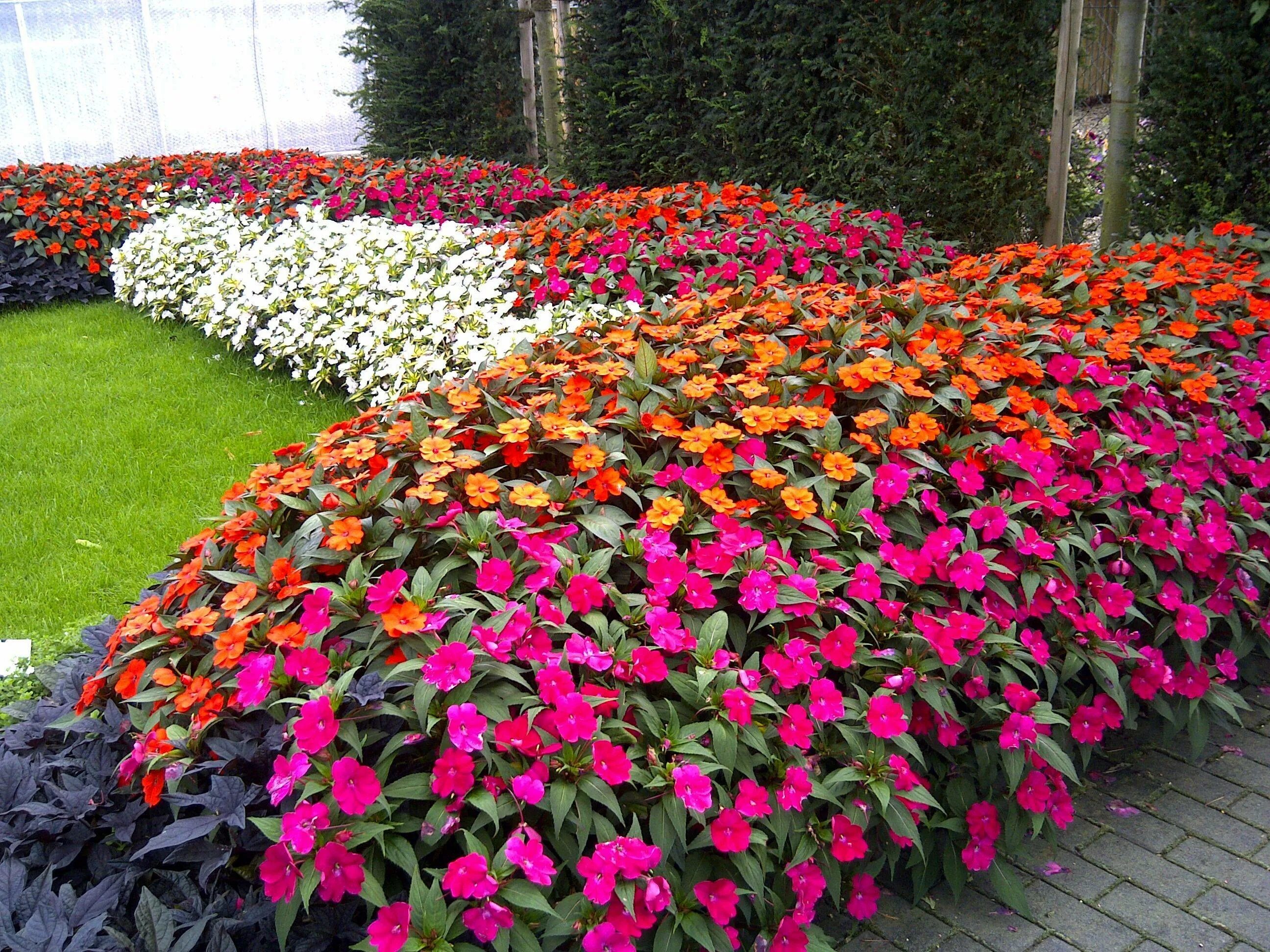 Названия бордюрных цветов фото Сад своими руками: 40 идей с фото Flower bed designs, Small flower gardens, Outd