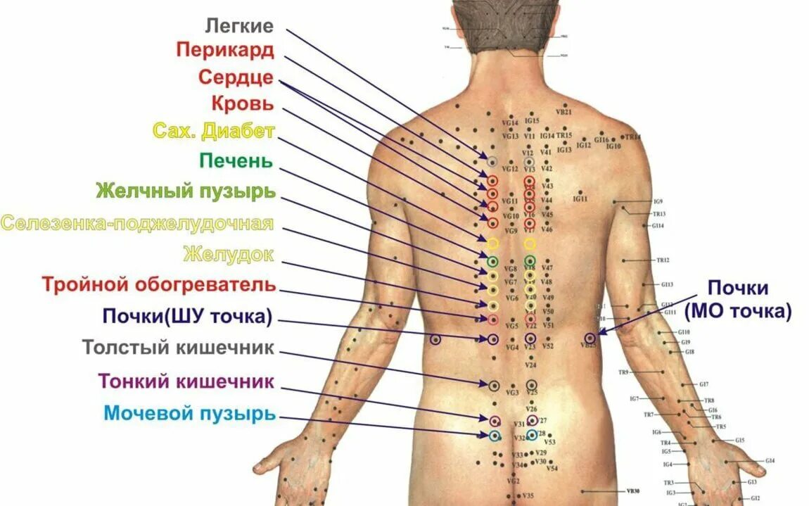 Названия точек человека. Массаж акупунктурный точки спины. Точки на спине человека. Точки на спине для массажа. Акупунктурные ТОЧКИОЧКИ.