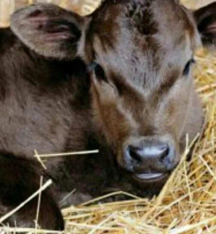 Телята до 3 месяцев. Телята бычки. Телята до 3 месяцев. Холмогоры телята бычки. Телята до 3 месяцев.