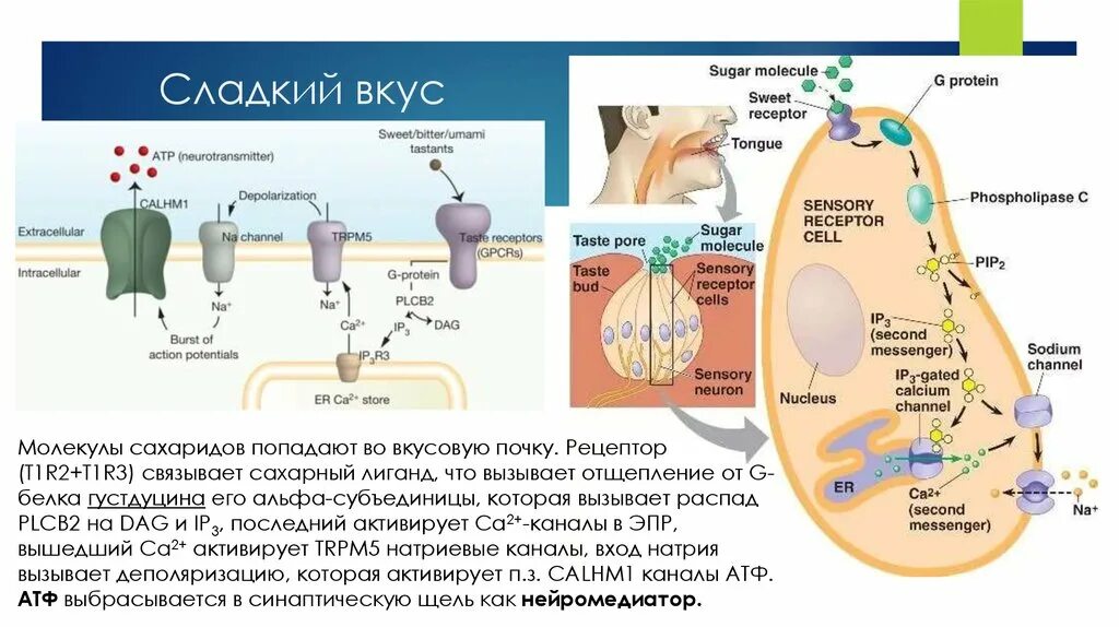 Рецепторы сладкого. Сладкий вкус. Механизм активизации вкусовых рецепторов. Цепочка вкусового рецептора.