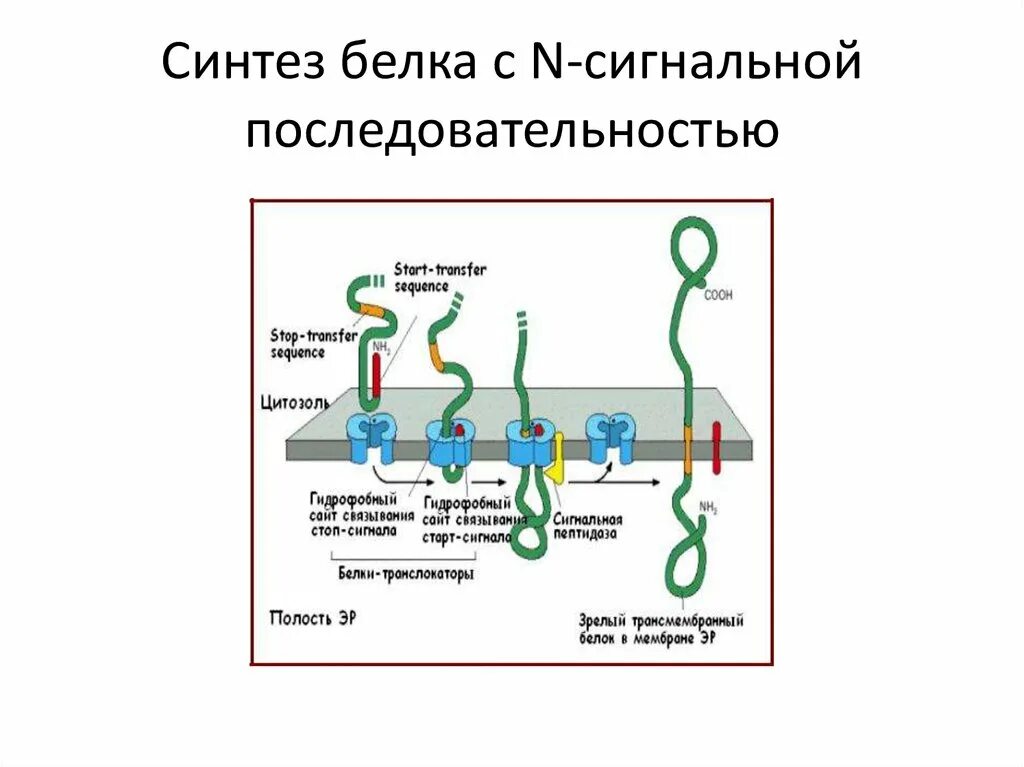 Синтез белка механизмы. Котрансляционный Синтез белка. Синтез белка на ЭПС. Синтез белка поочередность. Порядок синтеза белка.