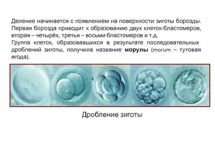 Характерным для дробления зиготы