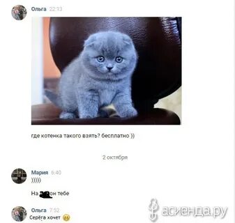 Видео где котик