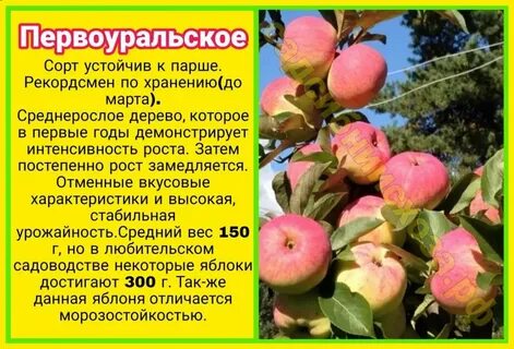 Происхождение сорта яблони