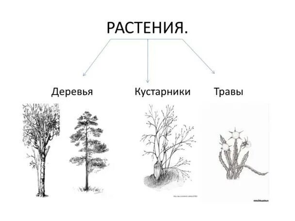 Тест кустики 4 класс с ответами. Дерево кустарник травянистое растение. Деревья и кустарники задания. Деревья кустарники травы задания для детей. Деревья кустарники травы для дошкольников.