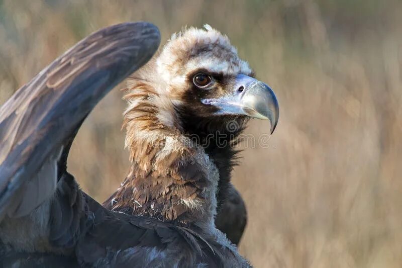 Гриф видео. Cinereous vulture. черный гриф. черный гриф птица. бурый гриф.