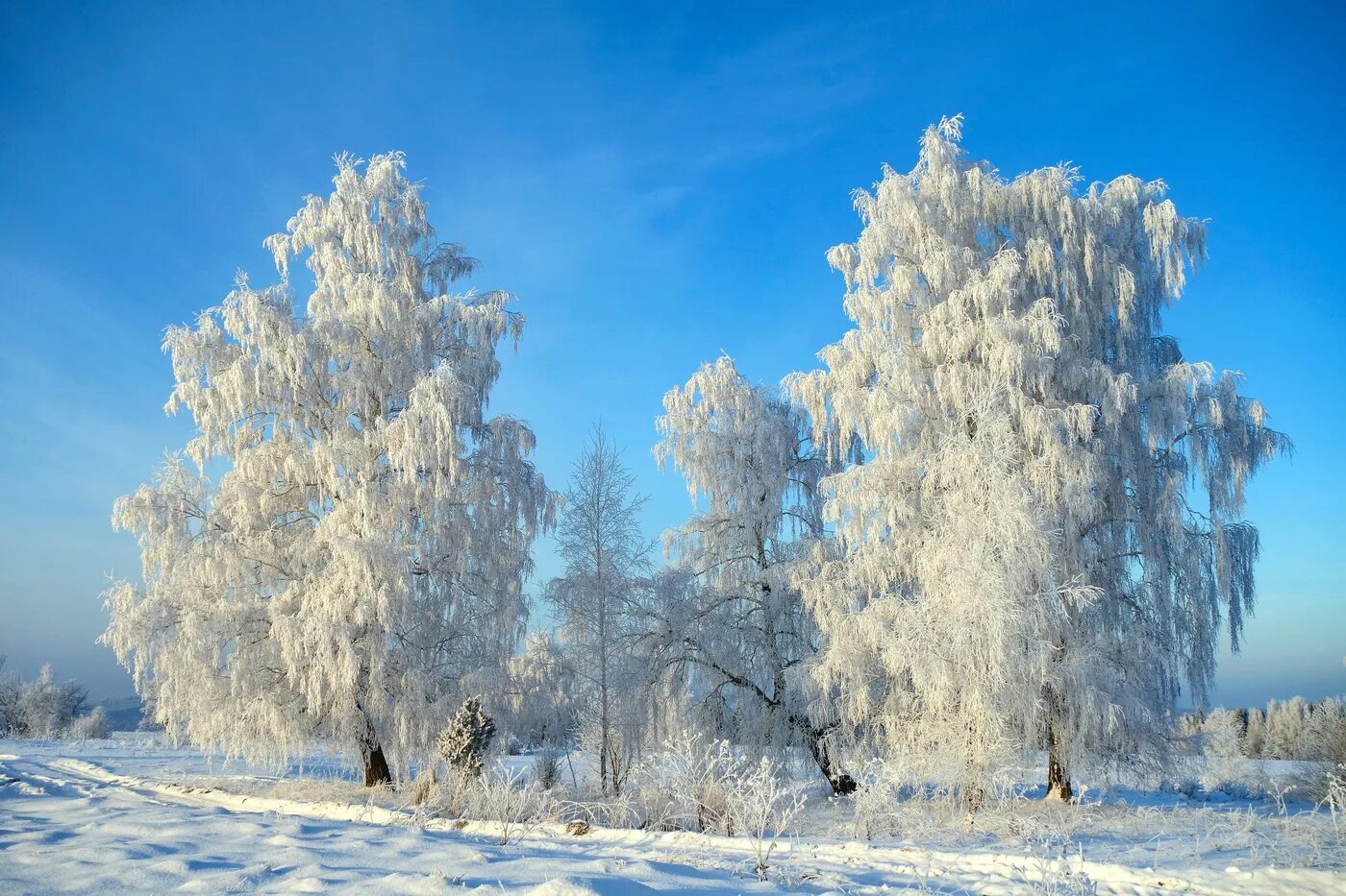 северный белая береза