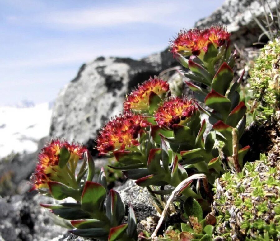 Rhodiola rosea. Родиола розовая Rhodiola rosea. Родиола розовая Путорана. Родиола розовая на Полярном Урале. Родиола розовая (Rhodíola rósea).