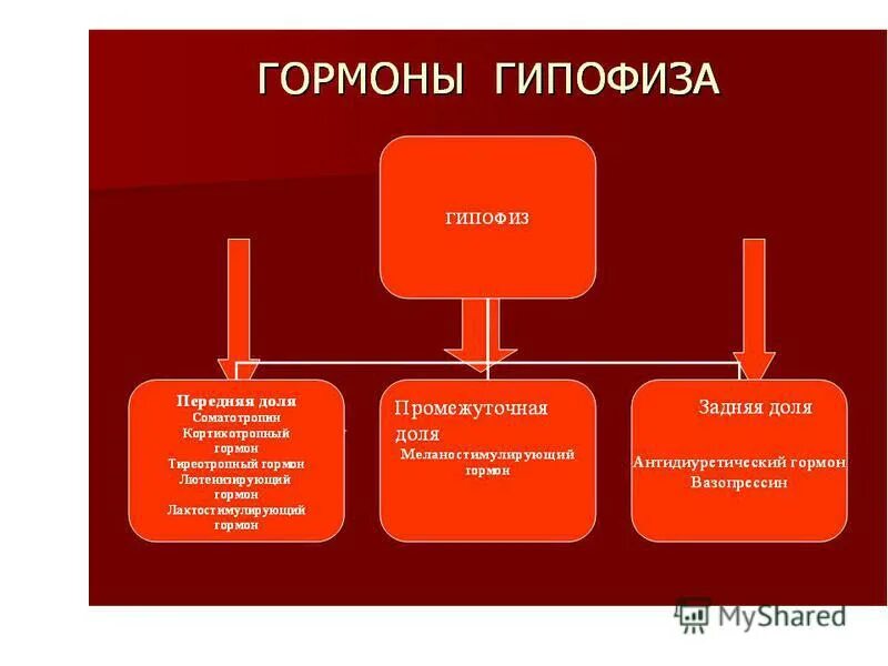 Гормон роста 8 класс