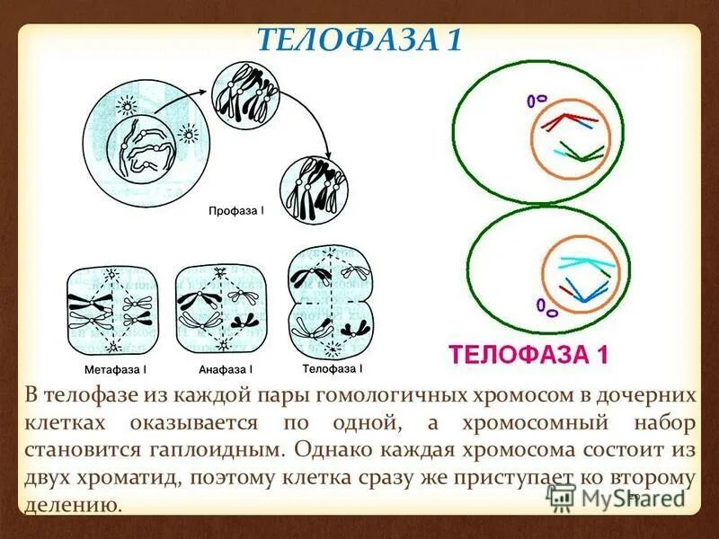 Телофаза мейоза 1. Профаза телофаза. Телофаза 1 процессы. Мейотическое деление клеток зона