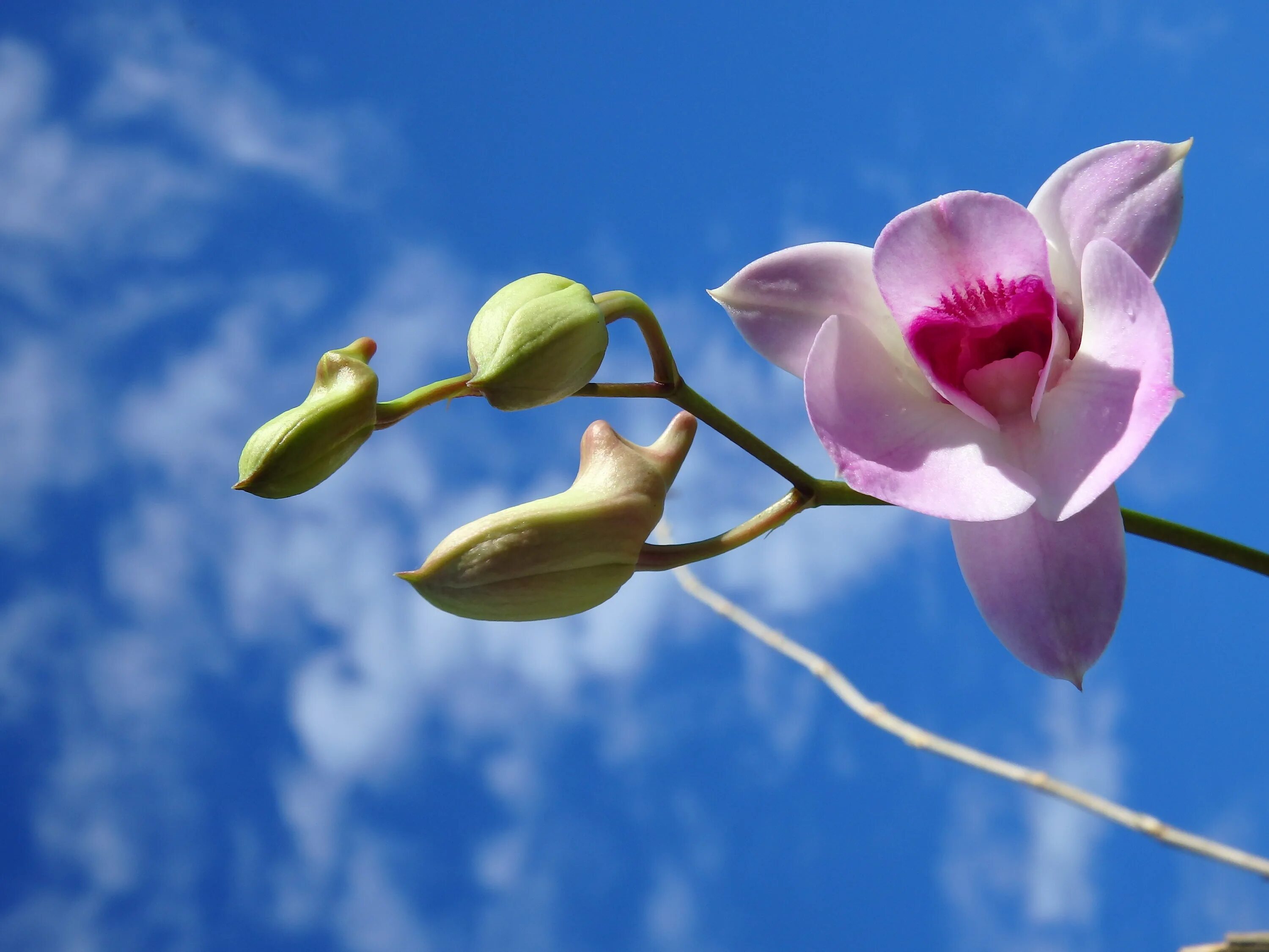 Звездное небо орхидея фото Lc. Canhamiana 'Azure Sky' Pflanzen, Blumen, Blüten
