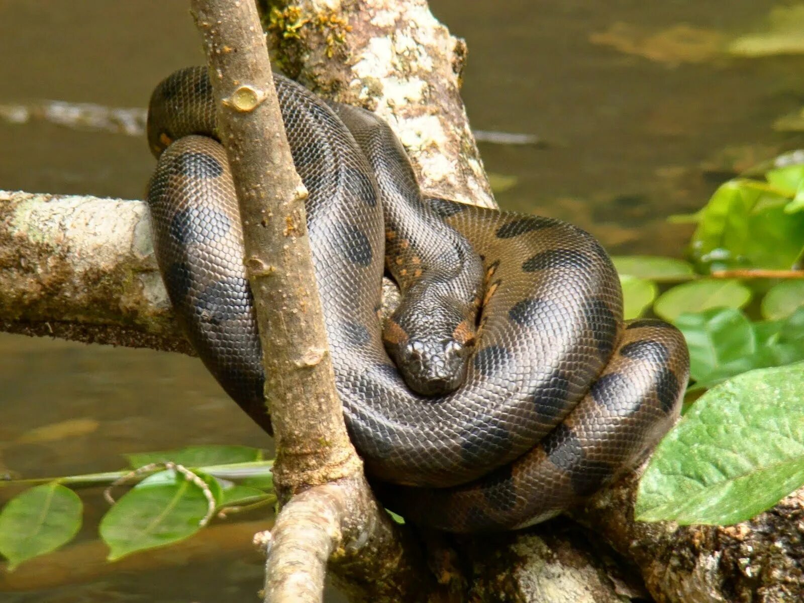 Анаконда змея. Анаконда eunectes murinus. Южноамериканская Анаконда. Где живет анаконда