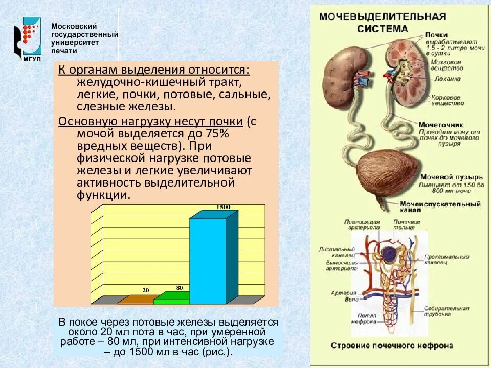 Какие системы органов выполняют выделительную функцию. Выделительная система человека. Система выделения человека. Выделительная функция почек. Строение органов выделения.