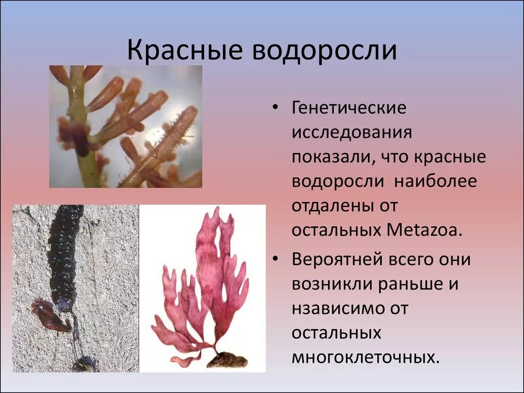 Почему водоросли красные. Отдел красные водоросли Rhodophyta. Багрянки водоросли строение. Бурые водоросли Phaeophyta строение. Отдел красные водоросли багрянки представители.