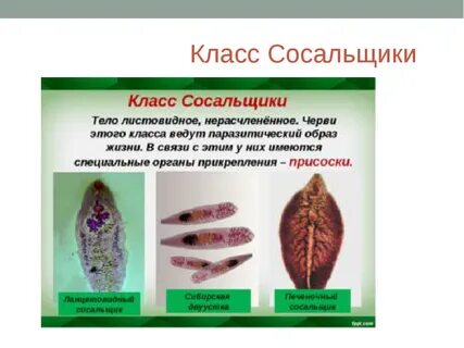 Характеристика печеночного сосальщика