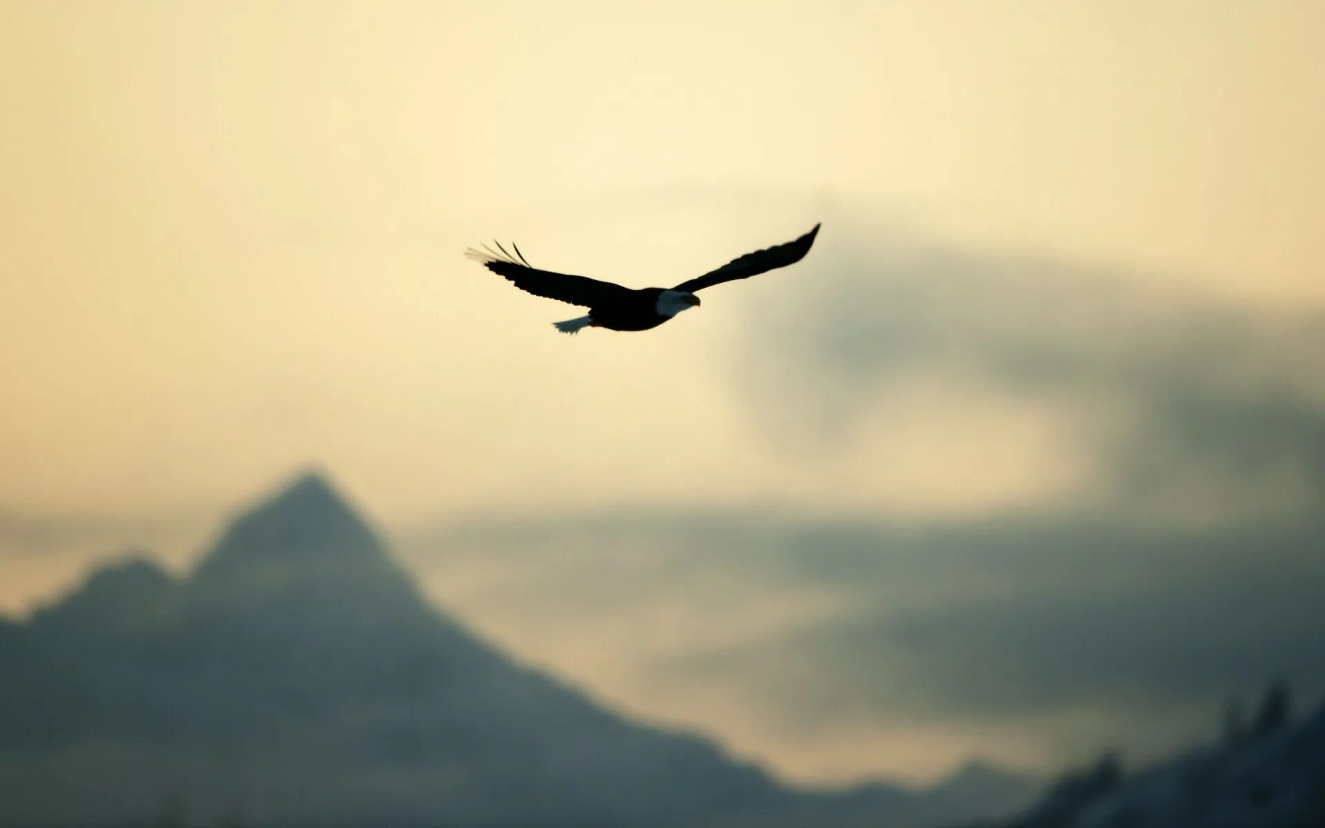 Лети словно орел текст. Птицы вдалеке. Полет птицы. Птица свободы. Парящая птица.
