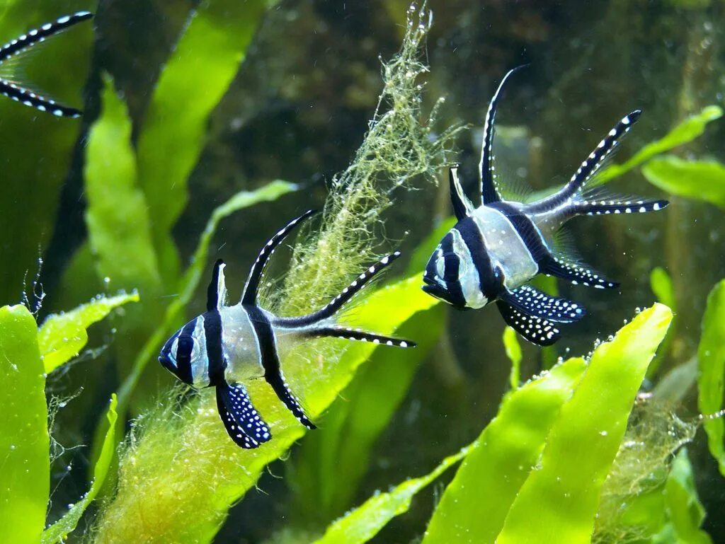 Апогон каудерна тюлевый. Тюлевый претерпевающий. Тюлевый кардинал рыбка. Рыбка тюлевый апогон. Тюлевый кардинал рыбка.