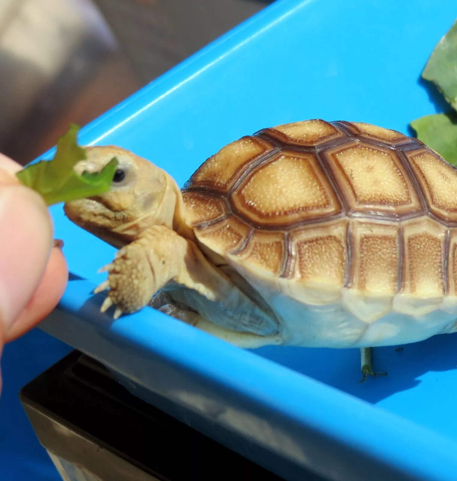 Черепаха на суше. Kura kura ado. Kura kura classic cranberry. Sulcata tortoise. Часы испанцы черепахи.