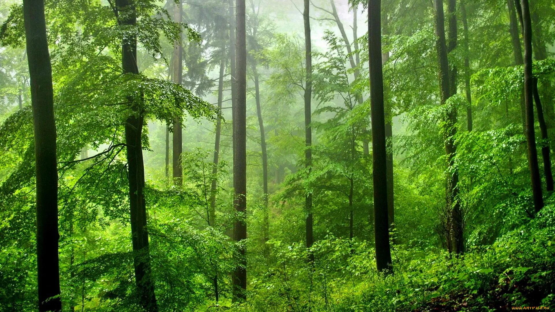 Dense forest