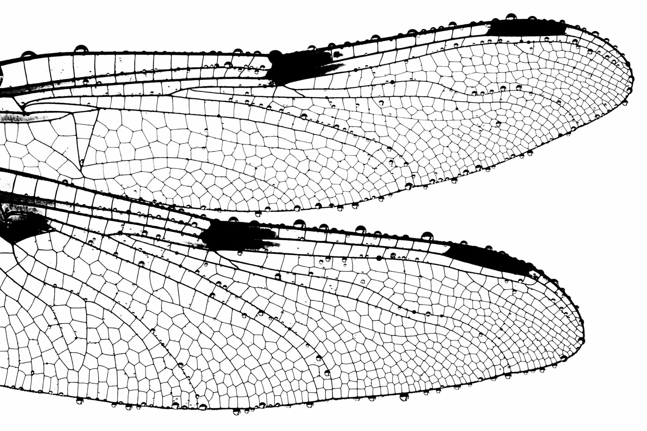 Оборудования для исследования строения крыла бабочки. Птеростигма у стрекоз. Крылья Стрекозы. Строение крыла Стрекозы. Строение крыльев Стрекозы.