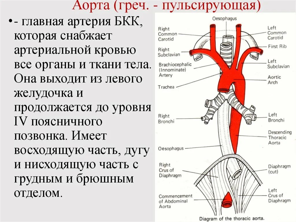 Укажите функцию которую выполняет данный орган аорта. Артерии бкк схема анатомия. аорта дуга аорты анатомия. топография артерий бкк. артерии дуги аорты анатомия.