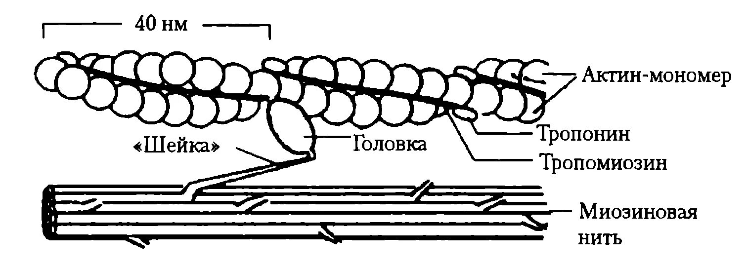 Строение миозина биохимия. Механизм взаимодействия актина и миозина. Строение мышцы актин и миозин. Механизм мышечного сокращения скелетной мышцы схема. Нити актина