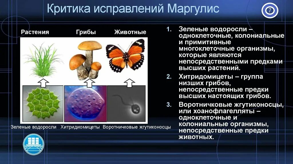 Грибы бывают одноклеточными и многоклеточными эти организмы. Примитивные многоклеточные организмы. Образование многоклеточных организмов. Растения и грибы многоклеточные или одноклеточные. Одноклеточные колониальные и многоклеточные организмы таблица.