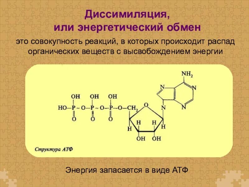 Распад органических веществ. Распад АТФ С высвобождением энергии. Распад органическихтвещестч. Реакция распада органических веществ. Реакция распада веществ энергия