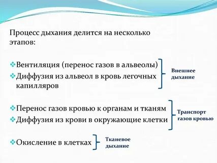 Правильная последовательность выдоха