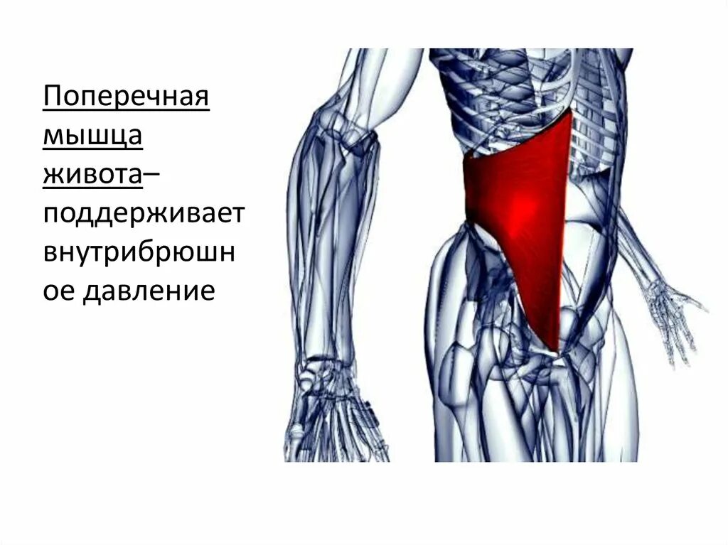 Передняя прямая мышца живота. Поперечная мышца живота анатомия. Поперечная мышца живота анатомия функции. Поперечная МГЦП Ж вота. Поперечная мышца живота прикрепление.