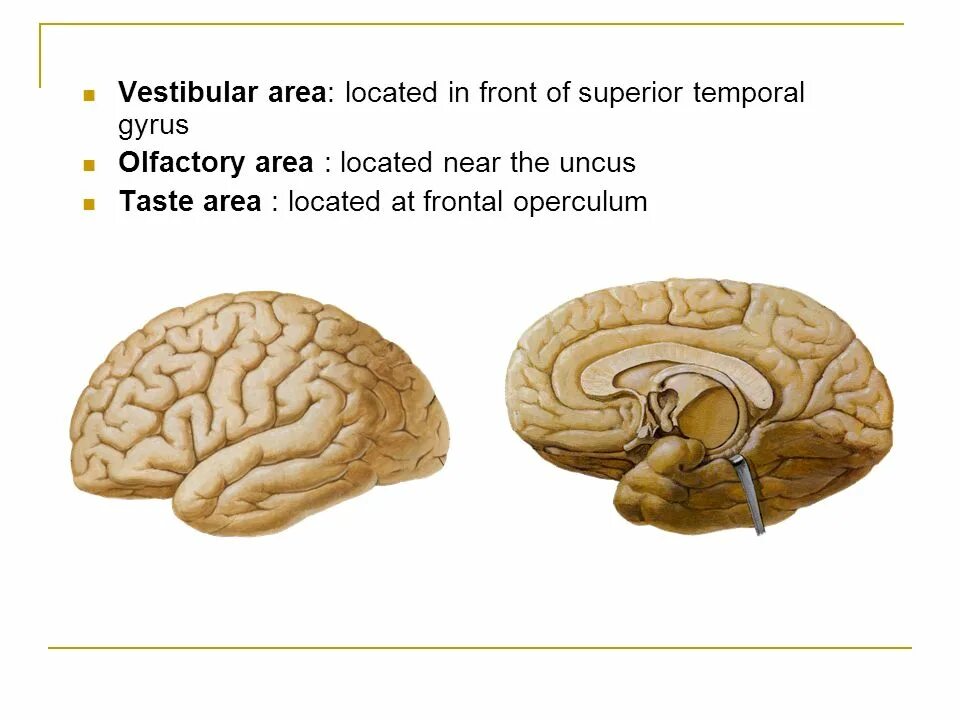 Is an area located. Operculum анатомия. Оперкулум мозг. Покрышка, operculum. Operculum презентация.