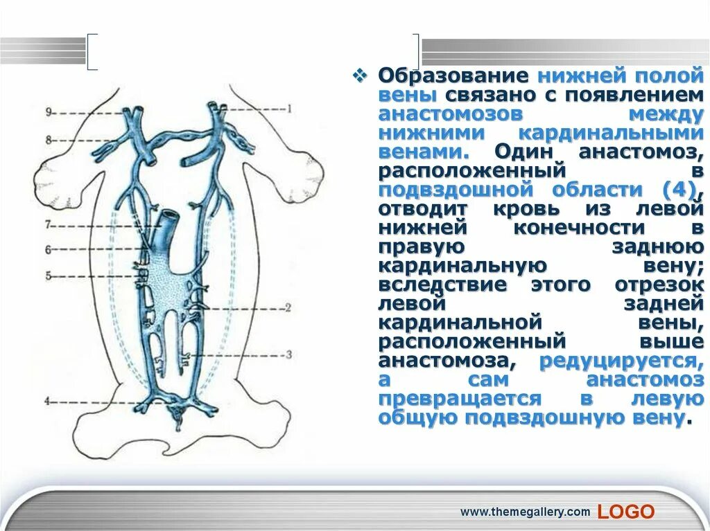 Клапаны нижней полой вены