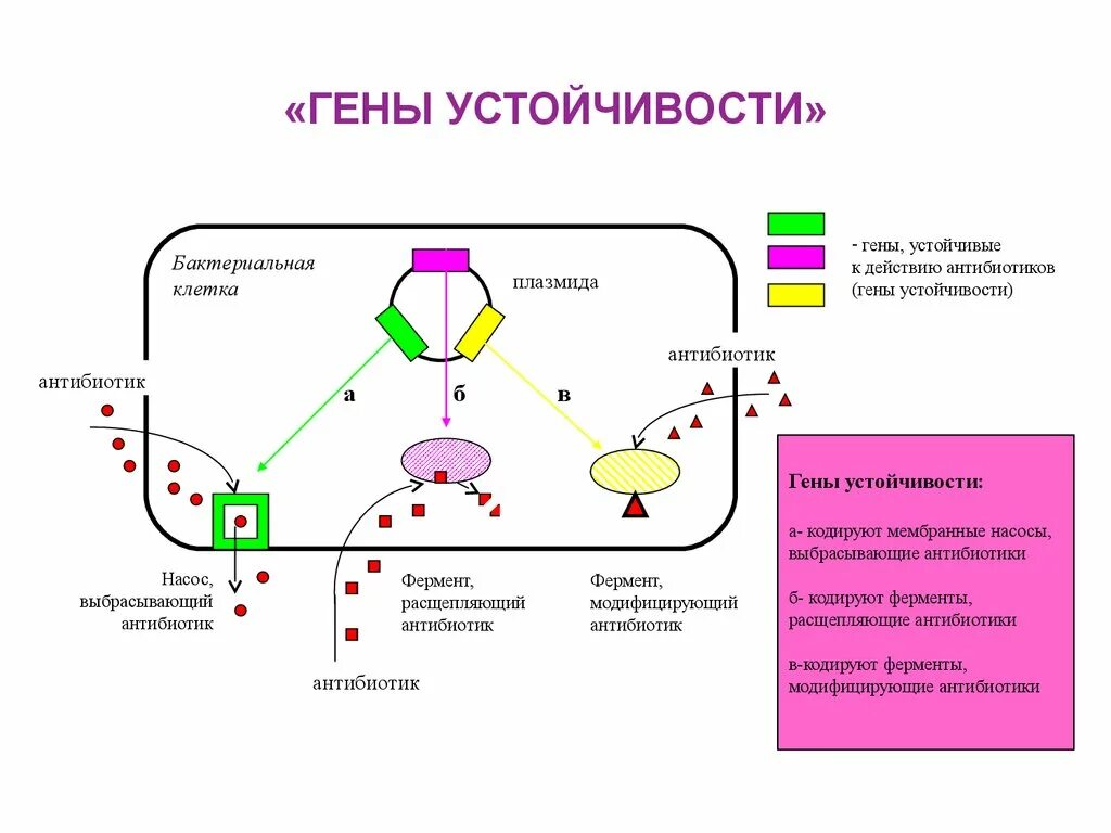 Формирование устойчивости бактерий к антибиотикам. Гены резистентности к антибиотикам. Гены бактерий устойчивости к антибиотикам. Механизмы резистентности микроорганизмов к антибиотикам схема. Методы резистентности