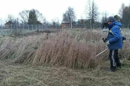 Уборка территории на даче. Скос травы на участке. Покос сухой травы. Покос травы. Тростник на участке.
