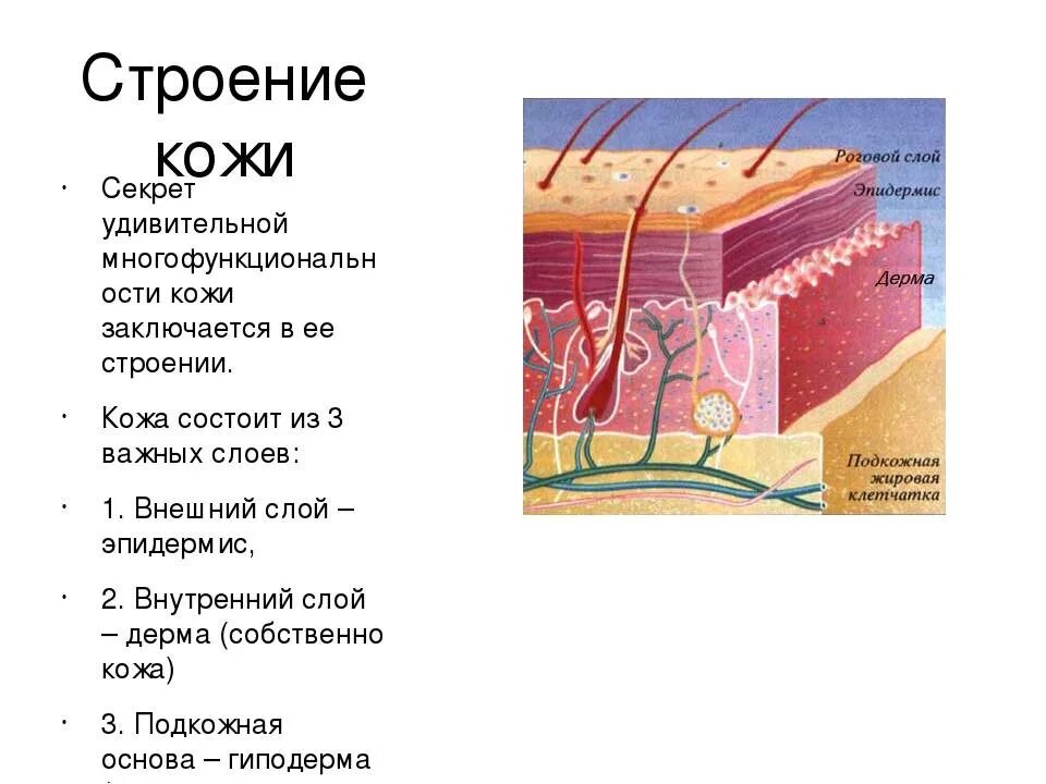 Какие три слоя кожи