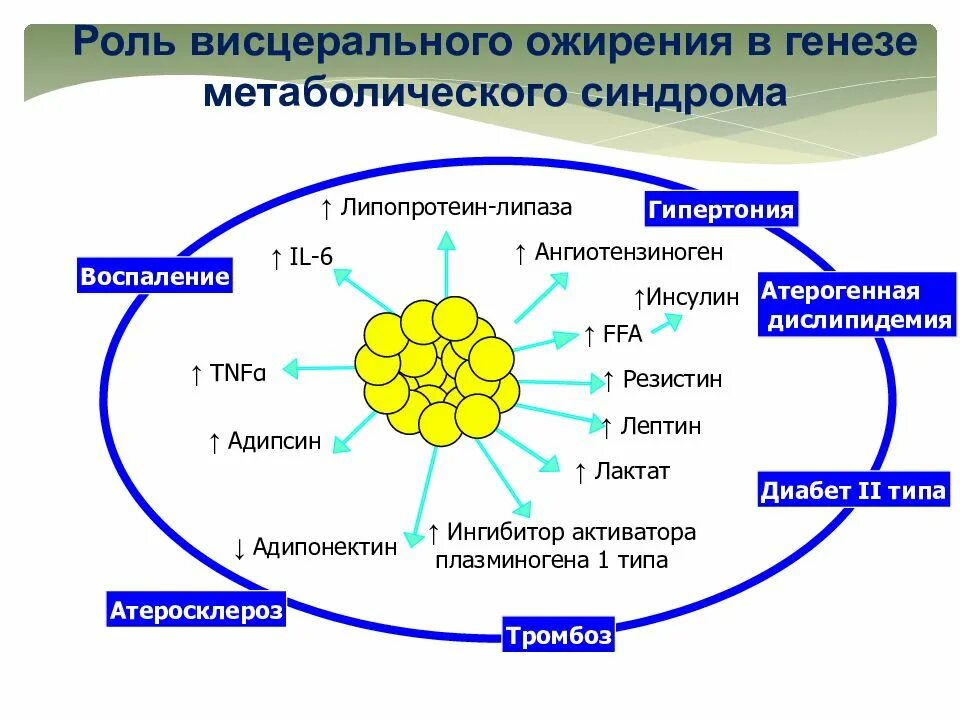 Патогенез ожирения при метаболическом синдроме. Механизм развития метаболического синдрома. Метаболический синдром схема. Патогенез метаболического синдрома схема.