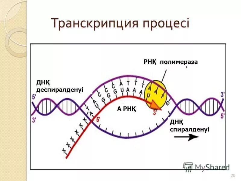 Элонгация транскрипции. Терминация транскрипции ДНК. Процесс транскрипции ДНК. Схема транскрипции. Процесс транскрипции в биологии.