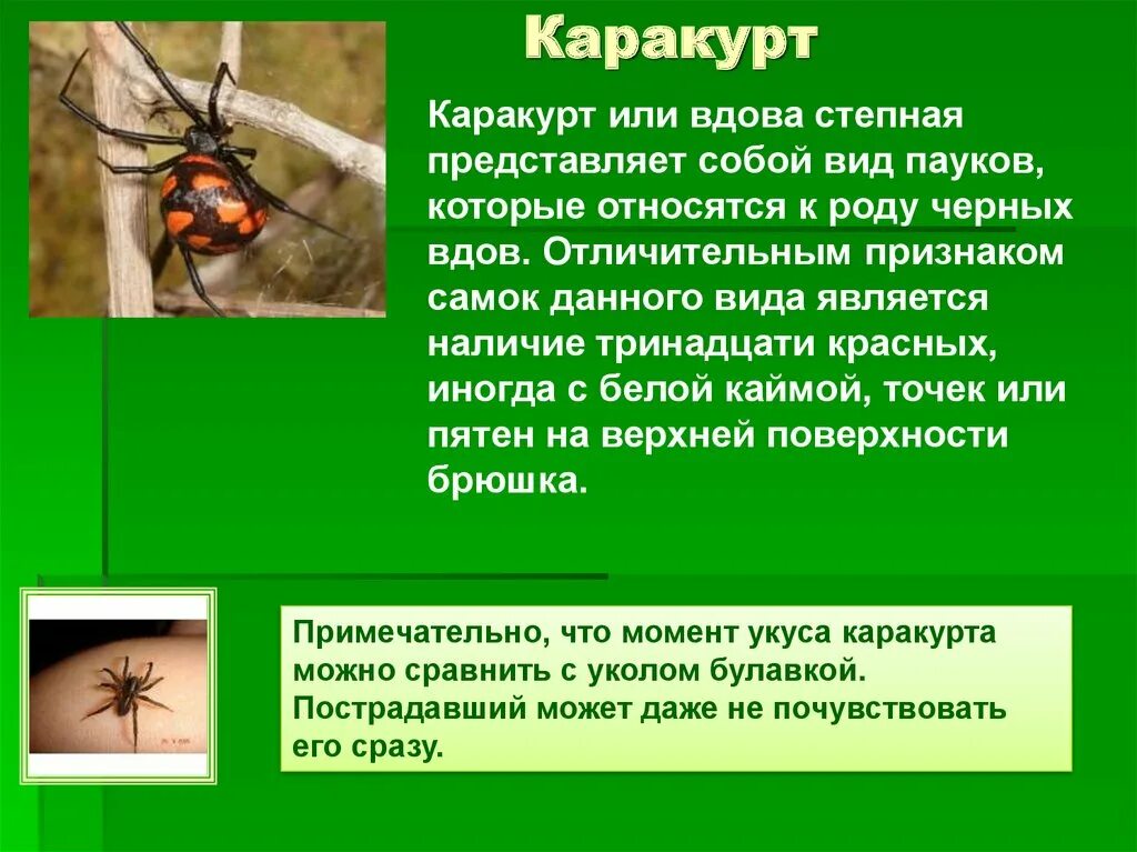 Укусы ядовитых насекомых. Укусы неядовитых пауков. Классификация укусов насекомых.