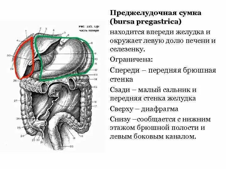 Винслово отверстие. Сальниковая сумка брюшины анатомия. Печеночная преджелудочная и сальниковая сумки. Печеночная сумка преджелудочная сумка сальниковая сумка. Преджелудочная сумка топографическая анатомия.