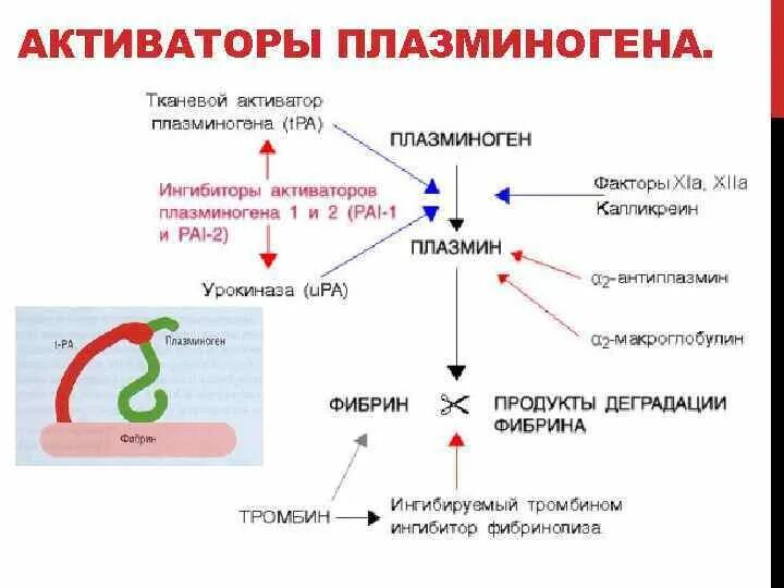 Реакция активации снижена