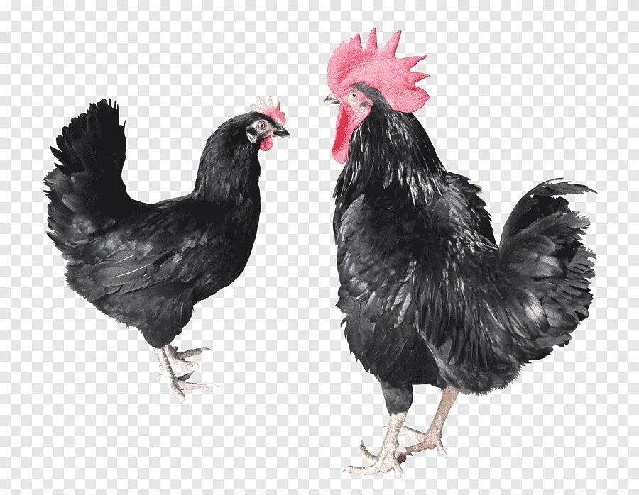 Иза кура. Куры ломан. Иза кура. Иза кура. Иза кура.