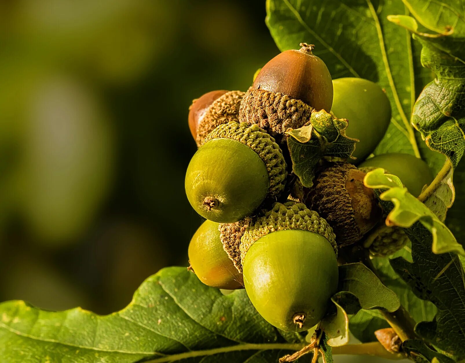деше желудь шерсткп как пповерить н. шерстка желуди. орешки желуди. шерстка крыжовник пчелы желуди. жёлуди дуба.