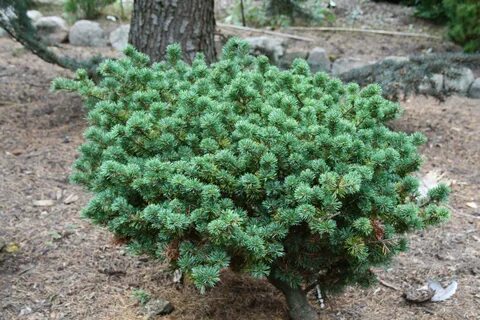 Pinus parviflora pygmy yatsubusa