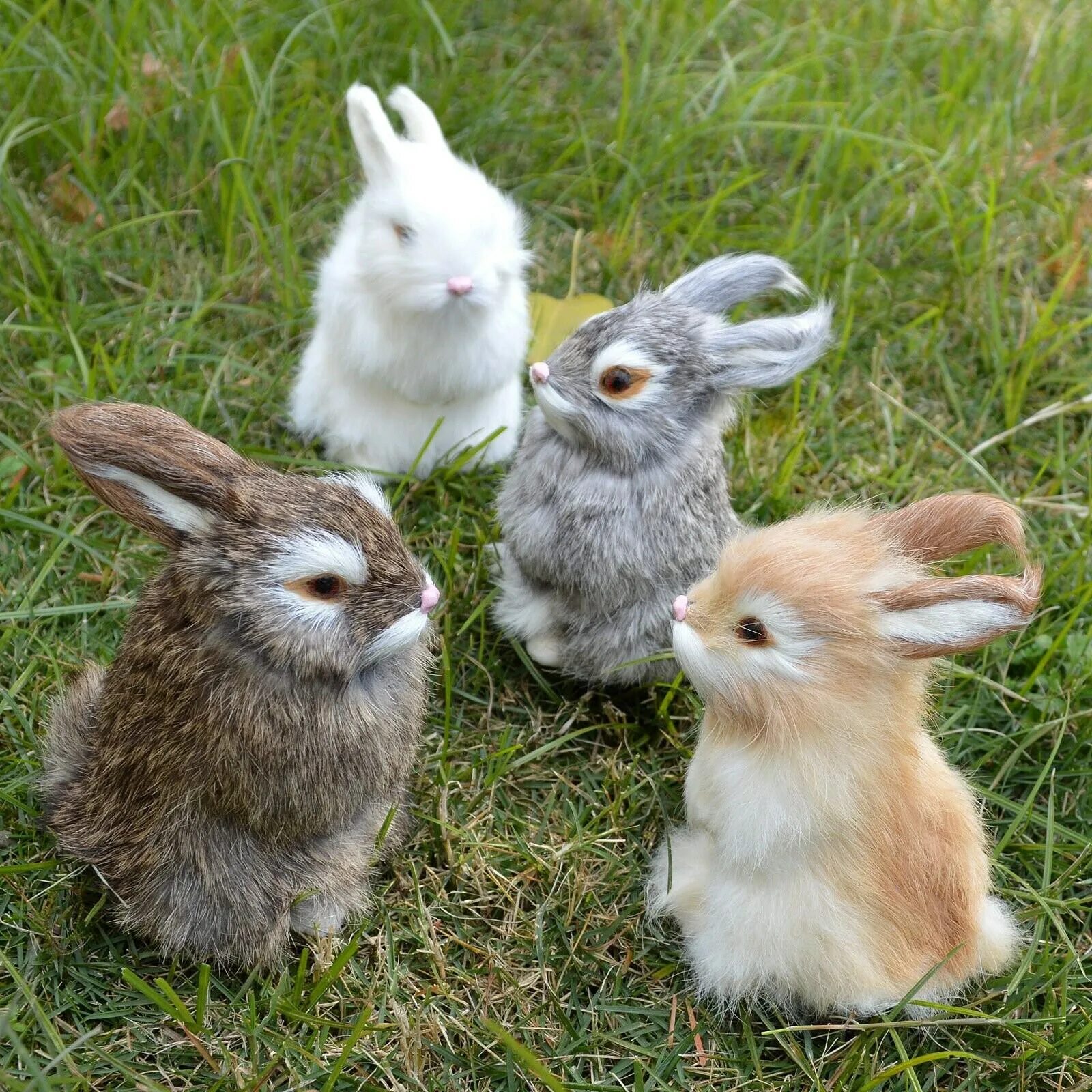 Кролик года жизни. Карликовый Русак кролик. Кролик Хикель. Декоративные зайчики. Миниатюрный кролик.